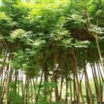 زنزلاخت إيطالي أنثى