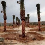 نخيل ارتفاع ٤ متر