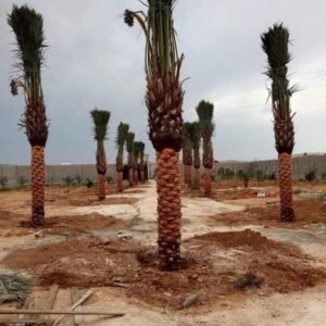 نخيل ارتفاع ٤ متر