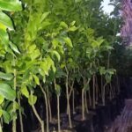 ليمون مكسيكي