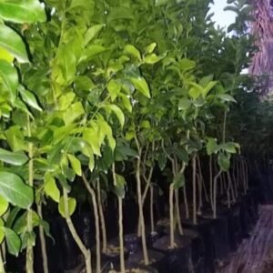 ليمون مكسيكي