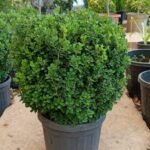 طابات شمشير