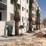 نخيل مثمر ارتفاع ٣ متر